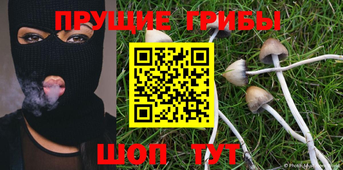 Галлюциногенные грибы Psilocybe Элиста