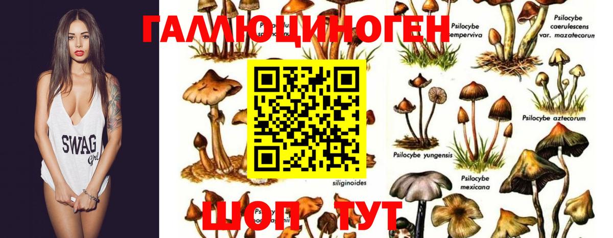 Элиста  Галлюциногенные грибы мухоморы  Вход с VPN 